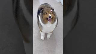 잘생긴 셀티의 가위컷 전후✂️ 셔틀랜드쉽독 셀티 Shetland Sheepdog Grooming shetlandsheepdog shorts 안양애견미용 [upl. by Ainattirb]