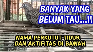 Arti perkutut tidur dan aktifitas di bawah [upl. by Ynitsed]