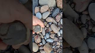 looking for fossil ammonite nodules on the Yorkshire Jurassic coast fossiliferous shorts [upl. by Yauqaj]