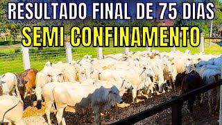 Resultado Final de 75 dias de Semi Confinamento com Novilhas de Corte  Fazenda Daniel [upl. by Bruce386]