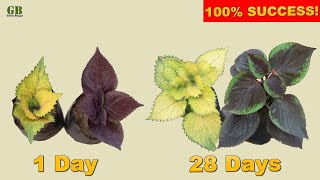 Coleus plant propagation from cuttings  Super easy method to grow coleus plant [upl. by Ayel]