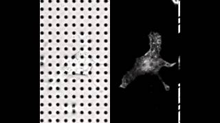 Traction force analysis a migrating cell on a microfabricated pillar array [upl. by Gentry]