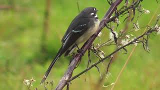 Grey fantail [upl. by Minoru365]