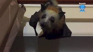 Baby bat escapes the cage this is Moonshadow [upl. by Kristian]