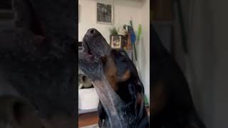 Coonhound Howling🐶 shorts viralvideo dogsoftiktok shortvideo cutedog dogs shortvideo cute [upl. by Yelik]