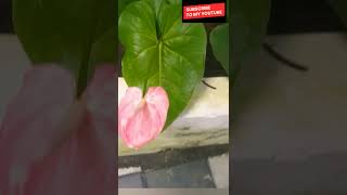 Anthurium flower [upl. by Daukas]