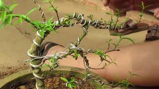 How to make Sageretia Theezans Sweet Plum Bonsai Cascade Style [upl. by Aistek587]