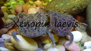 How to Pronounce Xenopus laevis [upl. by Leinahtam392]