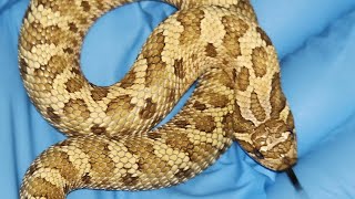 2024 HOGNOSE HOLDBACKS AND COLLECTION NEWS [upl. by Waine]