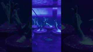 Fresh batch of Hawkins echinata acropora frags [upl. by Lahpos901]