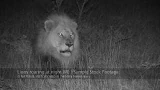 Lions roaring at night HD IR [upl. by Onairpic]