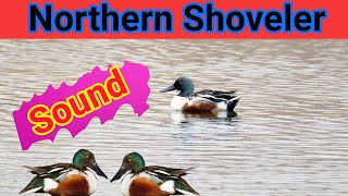 Northern Shoveler Duck SoundNorthern shoveler duck call Northern shoveler duck hunting sound [upl. by Lemmy]