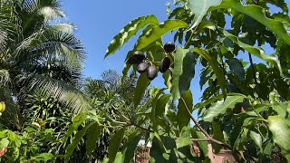 Growing Chinese olives in Thailand [upl. by Llorrac140]