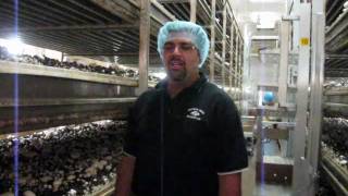 Fresh from the Farmer An Introduction to Lorenzo Piccioni of Piccioni Bros Mushroom Farm [upl. by Sivet490]