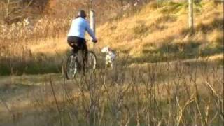 Dalmatian learns to run with a bike and to recall [upl. by Abebi]