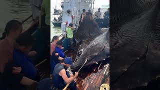 Giant Sea Monsters Caught by Fishermen 🐙🎣GiantSeaCreatures FishingDiscoveries OceanMysteries [upl. by Aihtnys825]