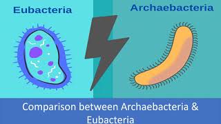 Comparison between Archaebacteria and Eubacteria [upl. by Eelinnej]