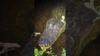 looking for that 20 footer ￼snakealligator viralyoutubewildlifewildlife [upl. by Fennelly]