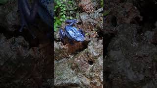 Azureus dart frog eating Pseudosinella Sp Bylas Ant Springtails reptiles springtails dartfrog [upl. by Nagaet107]