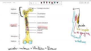 introduction à lostéologie  QCM cours 2 partie 2 [upl. by Ecined]