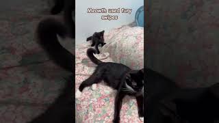 Lvl 5 Meowth vs Lvl 100 Gigachad Persian mothercat kitten catsplaying [upl. by Belia]