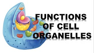 FUNCTIONS OF CELL ORGANELLES TAGALOG [upl. by Anderson]