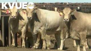 Texas drought and fires cause low cattle numbers [upl. by Garwin]