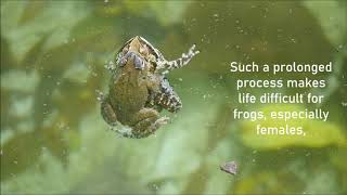 AMPLEXUS FROGS Frogs [upl. by Ahsael185]