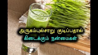 அருகம்புல்சாறு குடிப்பதால் கிடைக்கும் நன்மைகள் – Tamil Info [upl. by Airtap458]