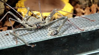 Setting up The Tailless Whip Scorpion Enclosure  A Guide [upl. by Skelton273]