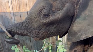 Happy Little Moments with New Baby Elephant Phabeni at the Orphanage 🐘✨ [upl. by Erastes]