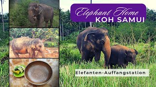 Koh Samui Elephant Home  Ausflugstipp👍 ElefantenAuffangstation  Elephant Sanctuary Thailand 🐘 [upl. by Seedman]