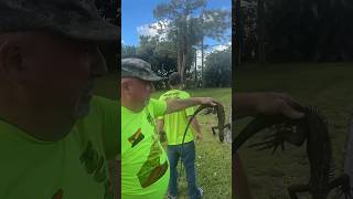 Flippity Flop Man shoots lizard off the top shorts iguana lizard reptiles animals hunting [upl. by Suolekcin]