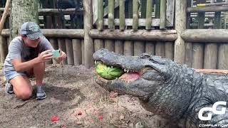 Animals Smash HUGE Watermelons in ONE BITE Compilation  Alligator  Hippo  Turtle  Elephant 2020 [upl. by Rush462]