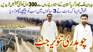 jutt cattle farm  tanveer jutt buffalo farm  buffalo farm in Pakistan  buffalo breeding farm [upl. by Ahsilyt755]