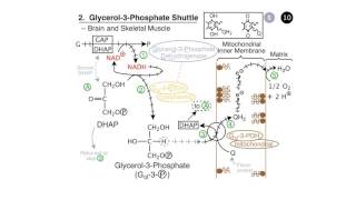 Maintenance of Redox Neutrality [upl. by Ailev]