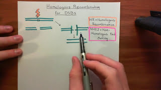 Homologous Recombination for Double Strand Breaks Part 1 [upl. by Nolrah]