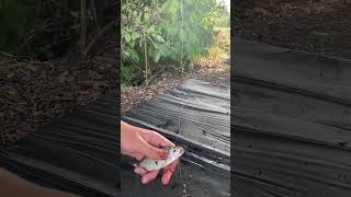 Peaceful catch and release 🤗 fishing fish viral shorts bigfish fisherman nature animals [upl. by Ylellan]