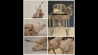 Los animales de laboratorio como modelos experimentales de ciclo biológicos [upl. by Aratal]