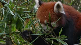 Kleiner Pandabär frisst Bambus [upl. by Gadmann]