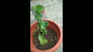 Money plant kannadakarnataka [upl. by Corella]