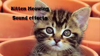 Kitten meowing sound effects [upl. by Ridinger]