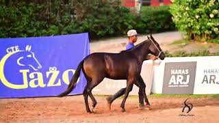 LOTE 26 Carmosina do Piabeira [upl. by Weiman]