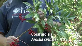 coral ardisia Ardisia crenata [upl. by Googins]