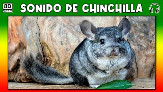 SONIDO DE CHINCHILLA 🐭 [upl. by Ainos800]