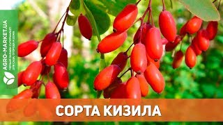 Популярные сорта кизила  AgroMarketua [upl. by Idisahc]