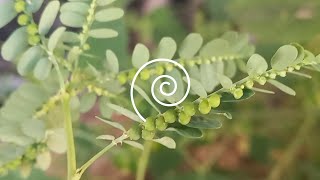 EBL5  Phyllanthus niruri  stonebreaker or seedunderleaf  earthbeautifulleaves [upl. by Allecnirp]