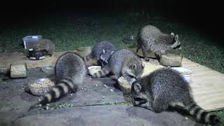 6 Raccoons Familie  Mom and 5 Baby Hedgehog [upl. by Wilsey]