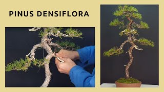 🌲 PINUS DENSIFLORA BONSAI  Diseño 1ª PARTE [upl. by Adelaida853]