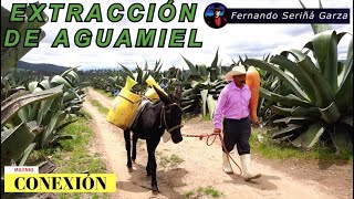 Extracción de Aguamiel y Capado de Maguey [upl. by Angelis547]